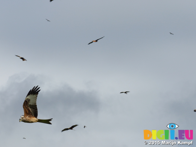 FZ023480 Red kites (Milvus milvus)